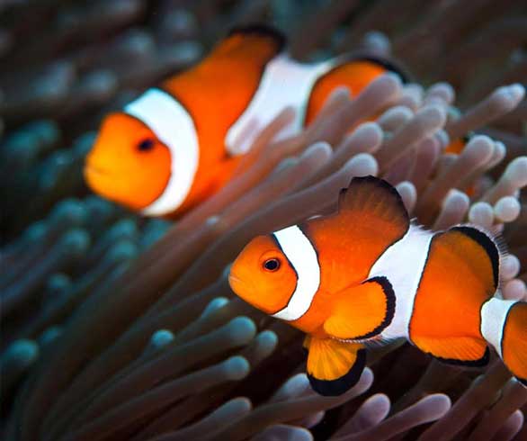 clown-fish-in-andaman