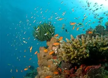 From honeymooning couples diving together to serious divers keen on becoming proficient in the field, a lot of courses are offered here