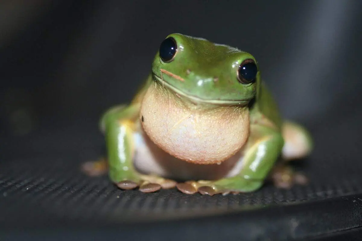 Frog