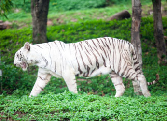 International Tiger Day – Protecting the Natural Tiger Habitat