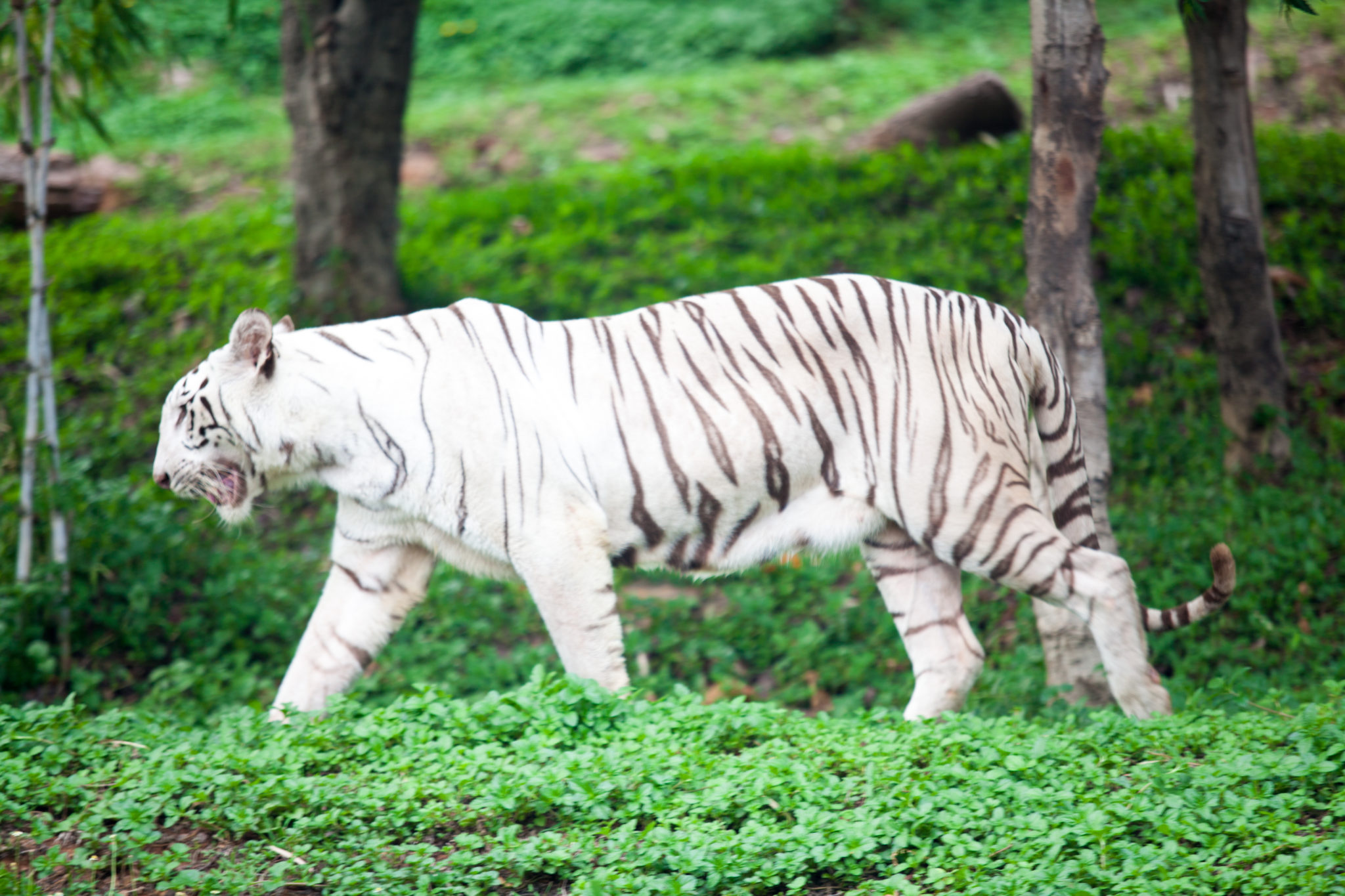tiger habitat