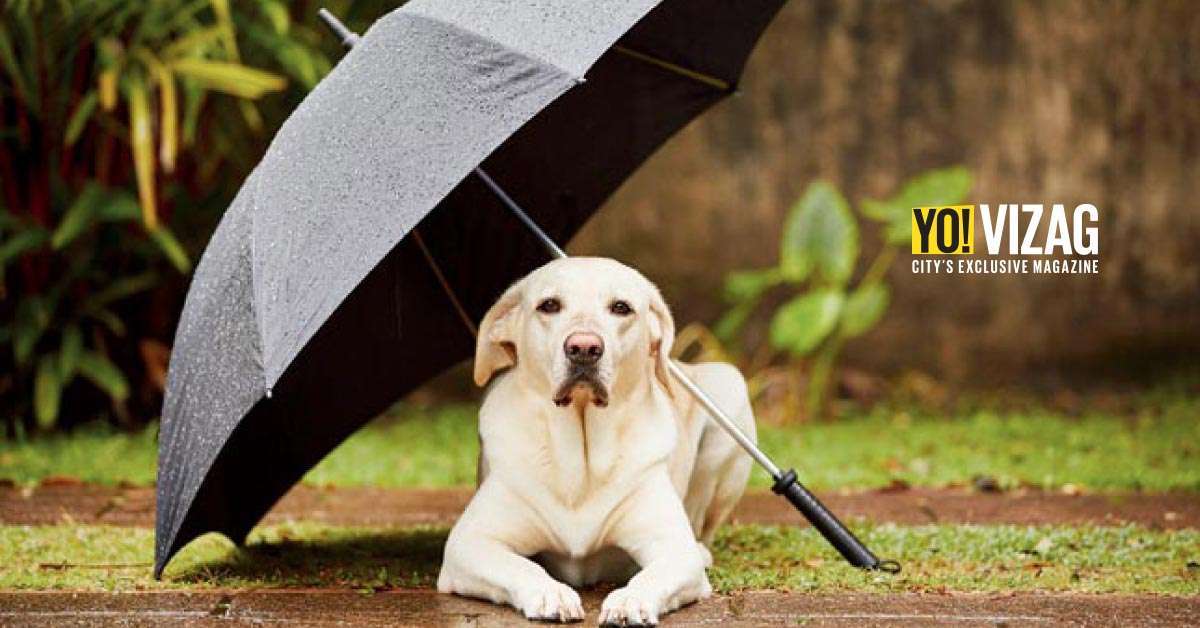 Pet – Care During Monsoon