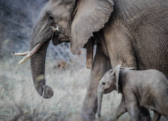 Elephants Day – Save the Elephant