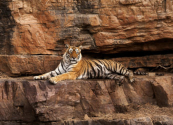 Ranthambore Queen, Tigress Machali Passes Away