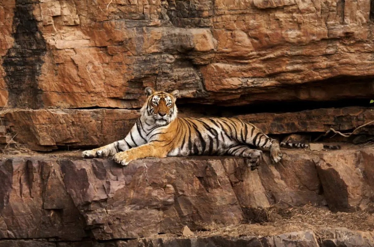 Ranthambore Queen, Tigress Machali Passes Away