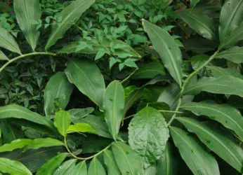 Biodiversity Park To Come Up In Andhra University