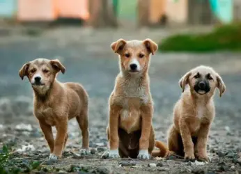 It’s your Pet’s Diwali too!