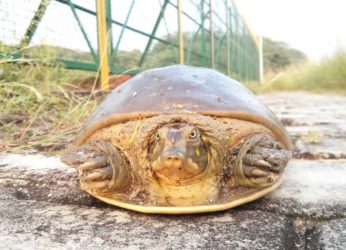 184 Mud Terrapins rescued and shifted to Vizag Zoo
