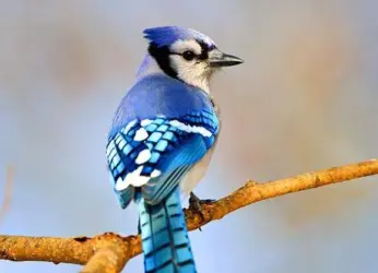 Death Trap For The Charming Little Blue Jay