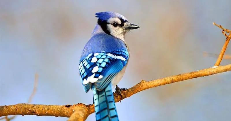 blue jay