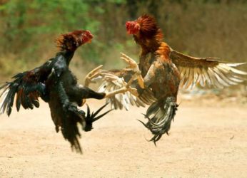 Cock Fights To Carry On During Sankranti Despite the HC Ban