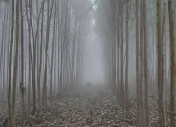 Lambasingi- Andhra’s best place to celebrate the cool weather