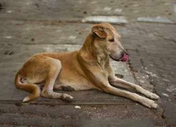 Stray Dogs Menace in Visakhapatnam