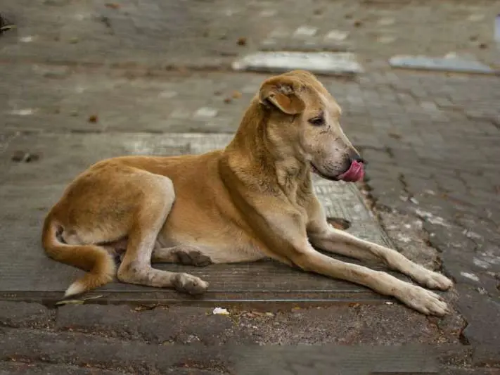Stray Dogs Menace in Visakhapatnam
