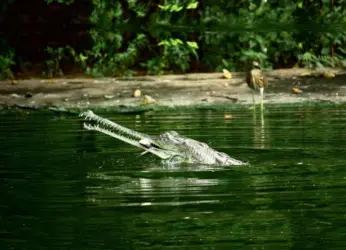 Indira Gandhi Zoological Park Yet To Receive Rs 36 Crore From World Bank