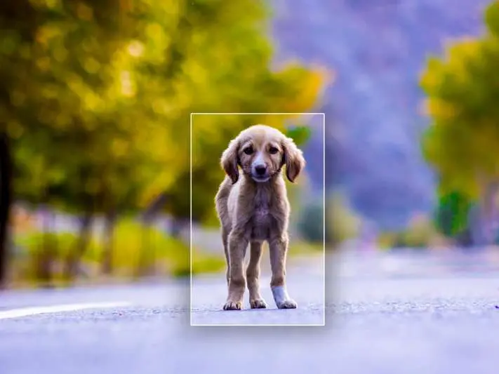 No Love For The Stray – Adoption Is An Option