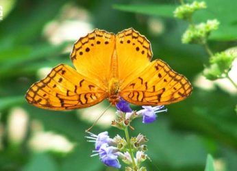 Vizag zoo’s butterfly park reopens
