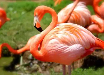 Five Exotic Species To Be Brought In To Vizag Zoo Soon