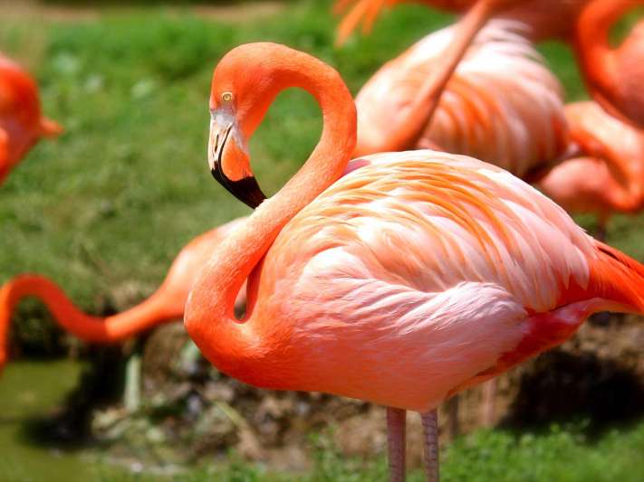 Exotic Animals & Birds To Be Brought In To Vizag Zoo (Visakhapatnam)