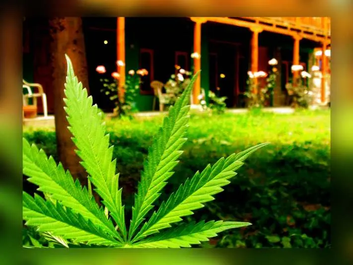 10,000 Acres of Land in Andhra Pradesh Used in Ganja Cultivation, So Far
