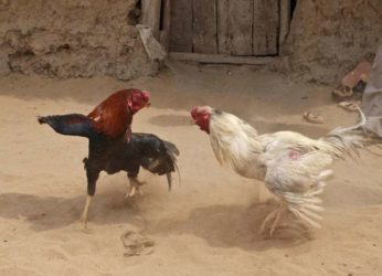 Rooster Traders Go Online, Cock Fights To Continue Despite Ban