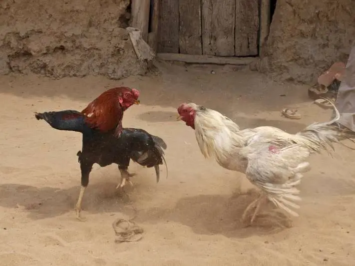 Rooster Traders Go Online, Cock Fights To Continue Despite Ban
