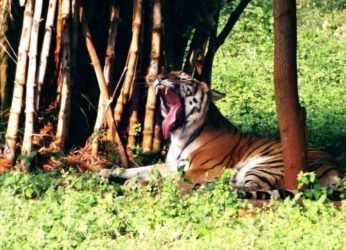 Visakhapatnam Zoo To Have 9 Lakh Visitors