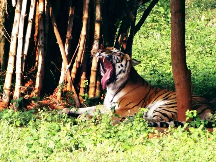vizag, zoo, bengal tigers