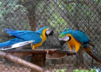 Digital Transformation of Visakhapatnam Zoo