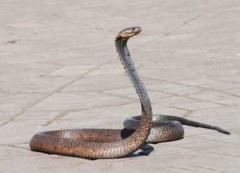 “Save The Snakes”: An initiative to safeguard snakes in Eastern Ghats