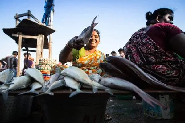 fish market fish harbour