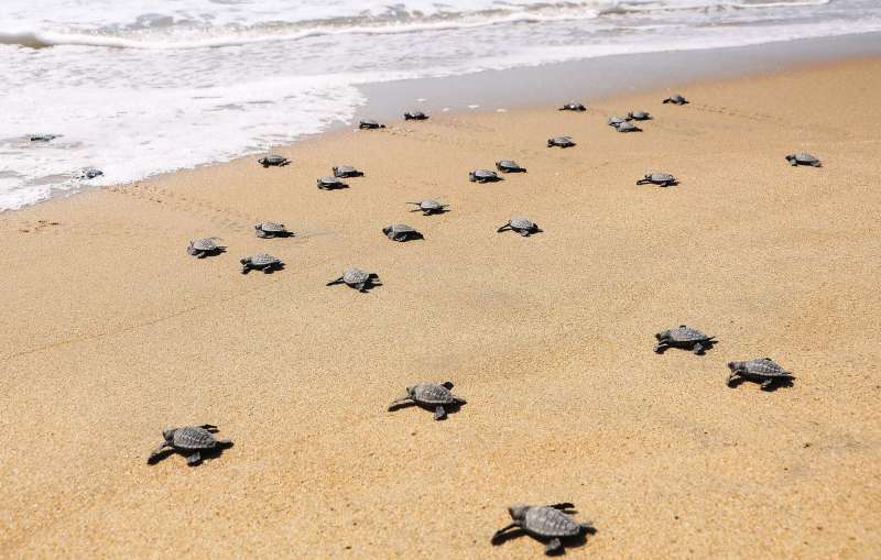 Open drainage on the beach acts as threat to Olive Ridley turtles