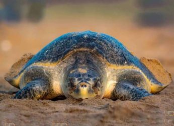 3.55 lakh eggs laid by Olive Ridley turtles in one week