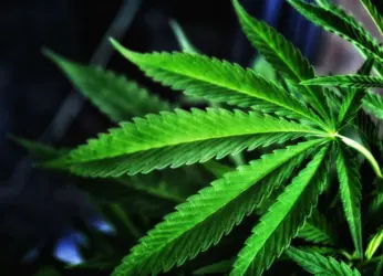 Around 380 kg of Ganja seized from the city on Wednesday