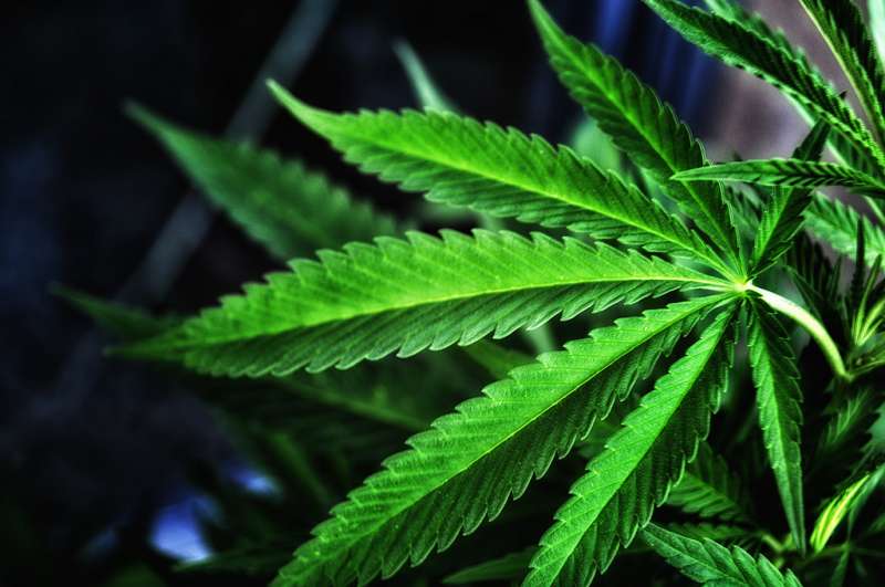 ganja illegal marijuana