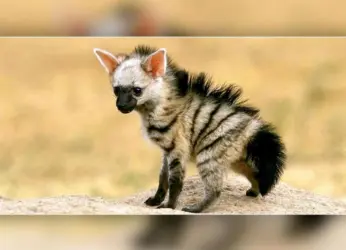 NICU, Need of the Hour at the Indira Gandhi Zoological Park