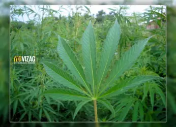 585 KGs of Ganja Seized by the Police