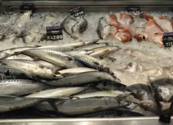 Fish Food Zone To Come Up In Visakhapatnam