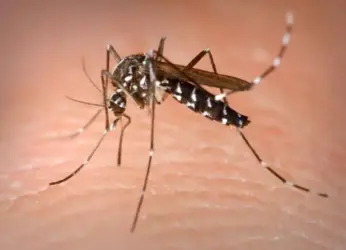 City Gearing up to Tackle Vector-Borne Diseases