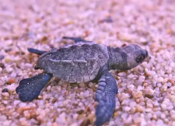 World Wildlife Day Celebrated In Vizag By Releasing Olive Ridley Hatchlings
