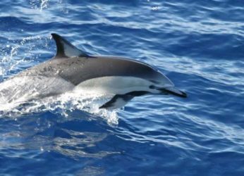 Dolphin calf  from the Delphinus Delphis species found dead on the city shore