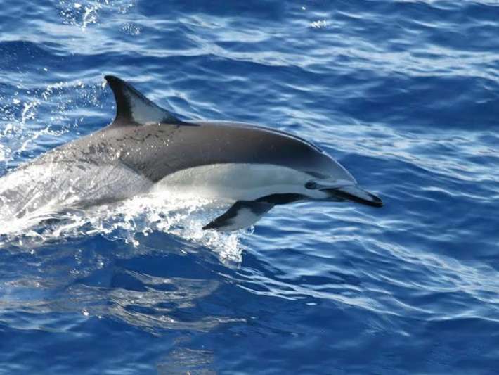 dolphin calf found dead