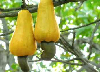 Cashew Plantations Thrive In North Coastal AP