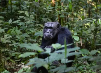 2 Chimpanzees Escape Indira Gandhi Zoological Park in Vizag