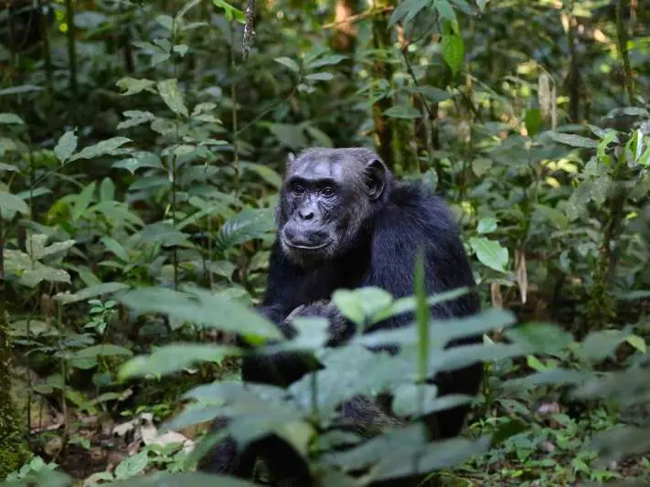 2 Chimpanzees Escape Indira Gandhi Zoological Park in Vizag
