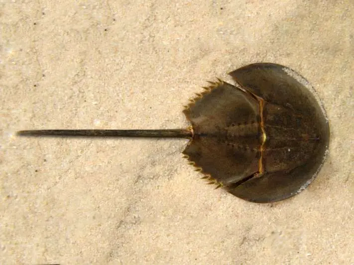 Marine Fish Museum Display Soon To Add Endangered Species