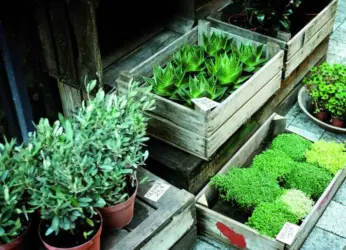 Plant Nurseries in & Around Visakhapatnam