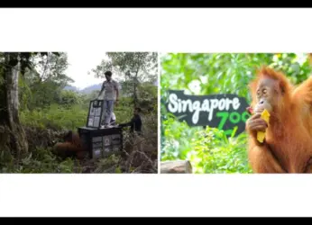 Travellers Visiting Singapore Can Take Part In Endangered Species Day