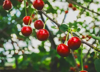 Visakhapatnam To Reap Benefits From Exotic Fruits Soon