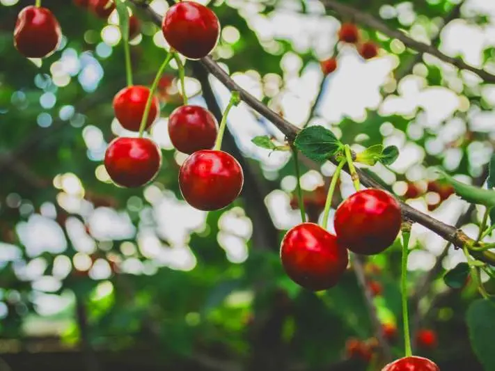 Visakhapatnam To Reap Benefits From Exotic Fruits Soon